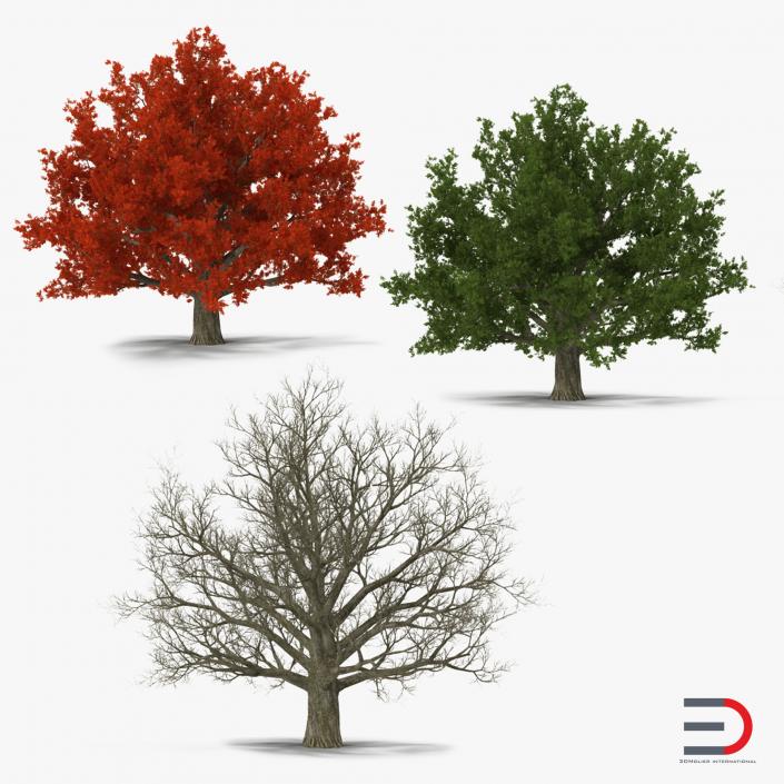 3D model Red Oak Old Tree Set